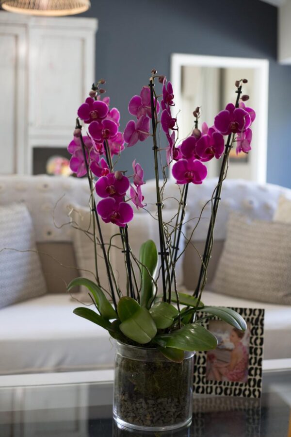 Multi Potted Orchids